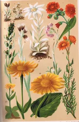Alpine Plants, illustration from 